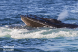 Bleine  bosse, Humpback whale (Megaptera novaeangliae)