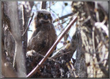 Grand Duc dAmrique ( Great Horned Owl )
