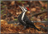 Grand Pic ( Pileated Woodpecker )