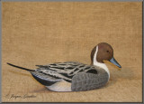 Canard pilet ( Northern Pintail )