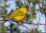 Paruline jaune ( Yellow Warbler )