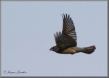 Guiraca bleu ( Blue Grosbeak )