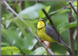 Paruline du Canada ( Canada Warbler )