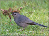 Moqueur chat ( Gray Catbird )