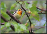 Paruline  gorge orange ( Blackburnian Warbler )