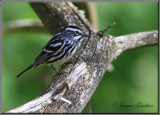 Paruline noir et blanc ( Black-and-white Warbler )