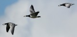 Brandgans/Barnacle Goose