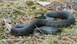 Ringslang/Grass Snake