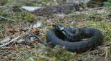 Ringslang/Grass Snake