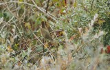 Struikrietzanger/Blyths Reed Warbler