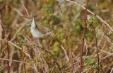 Struikrietzanger/Blyths Reed Warbler