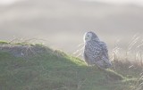 Sneeuwuil/Snowy Owl