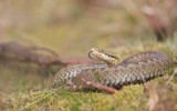 Adder/common European viper