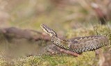 Adder/common European viper