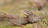 Adder/common European viper