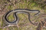 Adder/common European viper