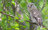 Oeraluil/Ural Owl (jong/owlet)