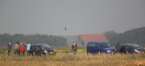 Steppekiekendief/Pallid Harrier