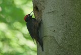 Zwarte Specht/Black Woodpecker