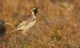 IJsgors/Lapland Longspur