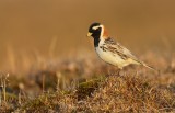 IJsgors/Lapland Longspur