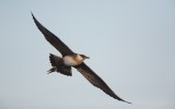 Kleine Jager/Arctic Skua