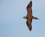 Kleine Jager/Arctic Skua