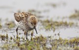 Alaskastrandloper/Western Sandpiper