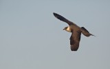 Kleine Jager/Arctic Skua