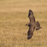 Kleine Jager/Arctic Skua