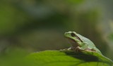 Boomkikker/European Tree Frog