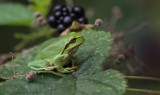 Boomkikker/European Tree Frog