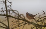 (Westelijke) Baardgrasmus/Subalpine Warbler