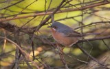 (Westelijke) Baardgrasmus/Subalpine Warbler