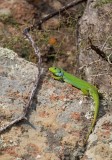 Reuzensmaragdhagedis/Balkan Green Lizard