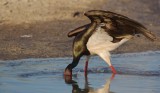 Zwarte Ooievaar/Black Stork