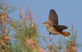 Rosse Waaierstaart/Rufous Bush Robin