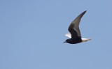 Witvleugelstern/White-winged black Tern