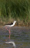 Steltkluut/Black-winged Stilt