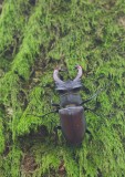 Vliegend Hert/Stag Beetle