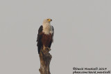 African Fish Eagle (Haliaetus vocifer)_V1F8551.jpg