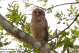 Rufous Fishing Owl (Scotopelia ussheri)_V1F9486.jpg