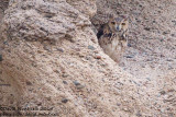 Pharaoh Eagle Owl (Bubo ascalaphus)_Marsa Alam