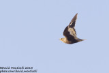 Chestnut-bellied Sandgrouse (Pterocles exustus)(male)_Sandafa