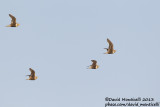 Chestnut-bellied Sandgrouses (Pterocles exustus)(females)_Sandafa