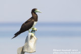 Brown Booby (Sula leucogaster)_Wadi Lahami