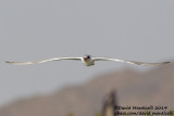 Caspian Tern (Hydroprogne caspia)(juvenile)_Wadi Lahami