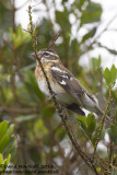 Rose-breasted Grosbeak (Pheuticus ludovocianus)(1st winter male)_Fojo (Corvo)