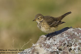 American Buff-bellied Pipit (Anthus rubescens)_Reservoir (Corvo)