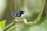 Black-throated Blue Warbler (Setophaga caerulescens)_Ribeira do Cantinho (Corvo)